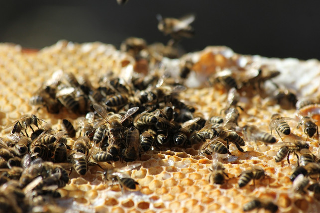achte-darauf-bienenwachs-moeglichst-in-bio-qualitae-cc0-pixabay-nesslinger-it-241108_download Achte darauf, Bienenwachs möglichst in Bio-Qualität und aus regionaler Herkunft zu kaufen.