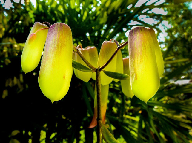 die-blueten-der-goethepflanze-bilden-glockenfoermige-cc0-pixabay-josch13-211028_download Die Blüten der Goethepflanze bilden glockenförmige Trichter.