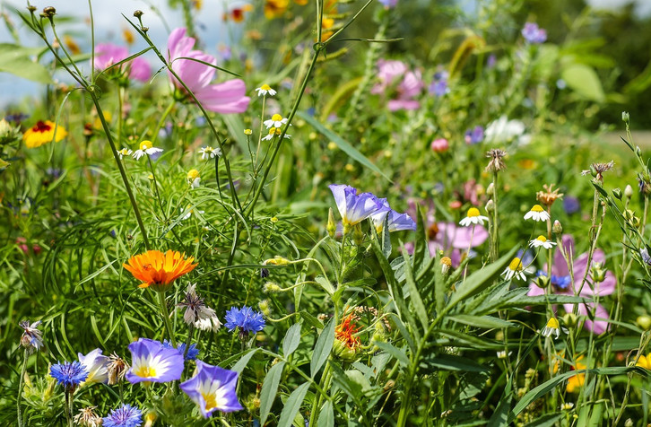 Magerwiese: Insektenfreundlich und nhrstoffarm - Utopia.de