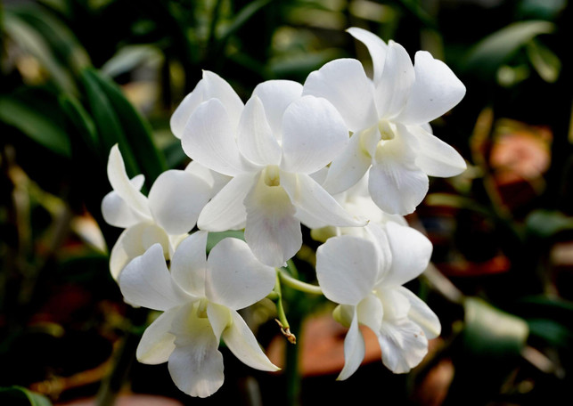 orchideen-gedeihen-gut-in-hydrokultur-cc0--pixabay--ignartonosbg-250612_download Orchideen gedeihen gut in Hydrokultur.