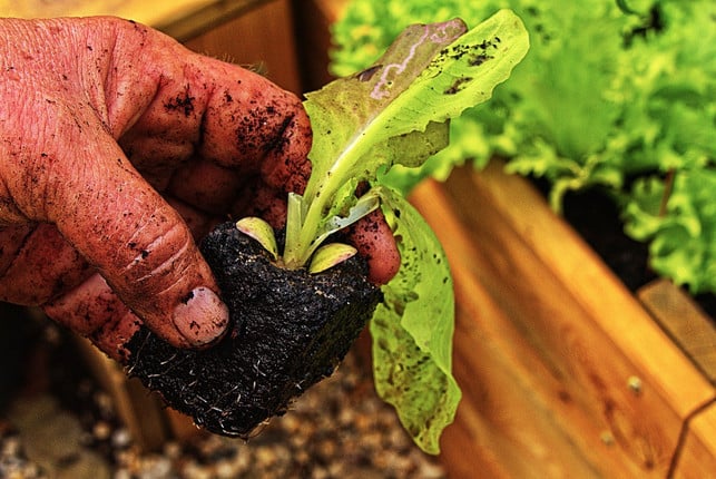 salatsetzling-mit-wurzelballen-cc0-pixabay-anaterate-210726_download Mithilfe von Erdtopfpressen kannst du kleine Erdquader formen.