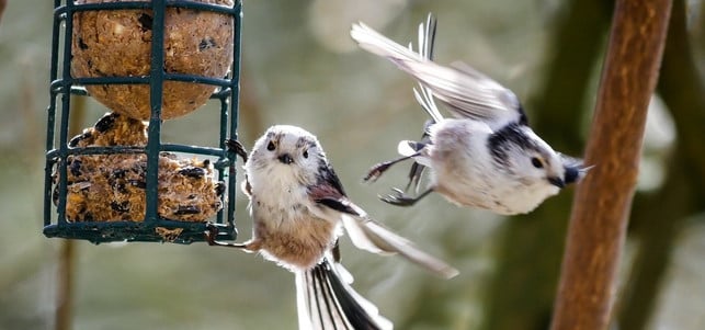selbst-gemachte-meisenknoedel-sind-ein-leckerbissen-cco-pixabay-gellinger-171018 Selbst gemachte Meisenknödel sind ein Leckerbissen für Vögel im Winter