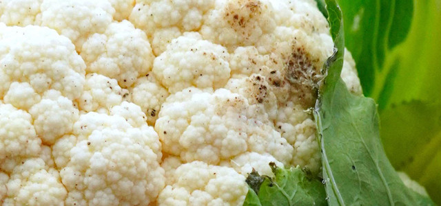 Blumenkohl mit schwarzen Punkten: Wegwerfen oder noch essen? (Foto: CC0 Public Domain / Pixabay, Matthias Böckel) Blumenkohl mit schwarzen Punkten: Wegwerfen oder noch essen?