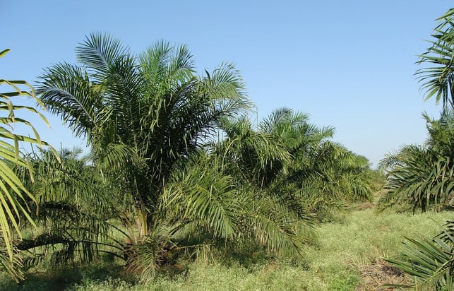 manche-haarkreiden-enthalten-palmoel-cc0-pixabay-sarangib-190830_download Manche Haarkreiden enthalten Palmöl.