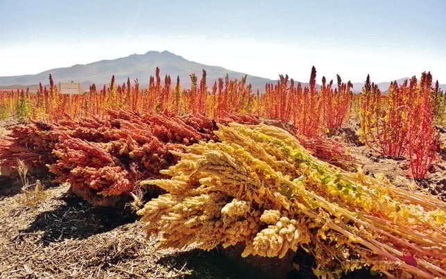 Quinoa wird in Südamerika angebaut Quinoa wird in Südamerika angebaut