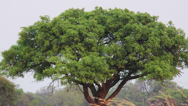 marula-baum-cc0-pixabay-sharonang-180922-1 Marula-Baum