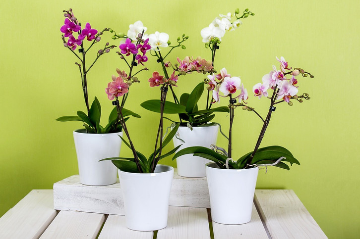Hausmittel: Mit dieser Backzutat kannst du auch Orchideen dngen - Utopia.de
