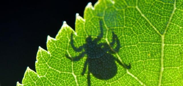 Tick ​​bite with consequences?  These are signs of Lyme disease and TBE