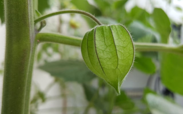 obst-balkon-pb-physalis-180207-1280x800 Obst Balkon Physalis