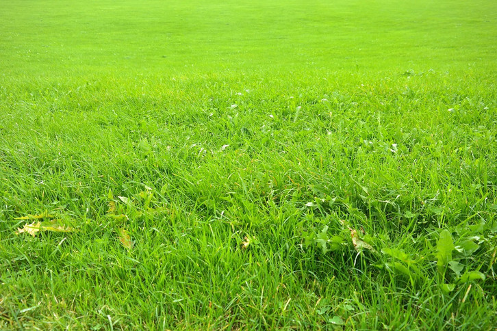 Rasen mulchen: Das sind die Vor- und Nachteile - Utopia.de