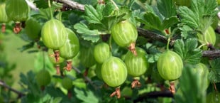 Stachelbeeren einfrieren