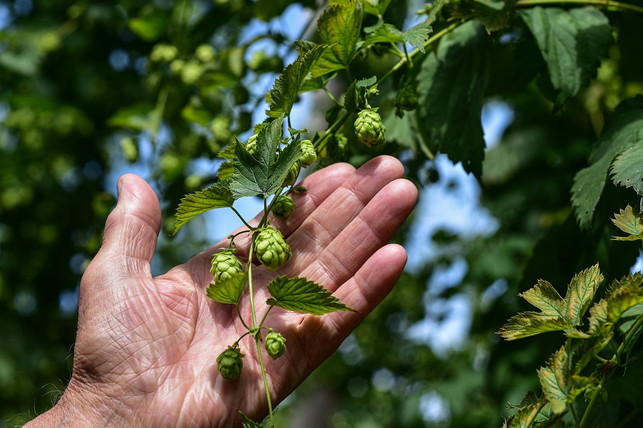 hopfen-ist-eine-einheimische-kletterpflanze-cc0-pixabay-ritae-240606_download Hopfen ist eine einheimische Kletterpflanze.