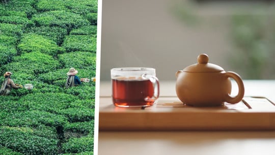 schwarzer-tee-teeernte-e-aboodi-vesakaran-manki-kim-231018-1920x1209 Schwarzer Tee: Nicht alle Hersteller können eine faire Produktion nachweisen.