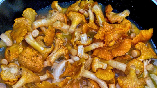 pilze-aufwaermen-cc0-pixabay-czu_czu_pl-170912 Pilze aufwärmen