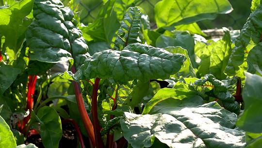 mangold-einfrieren-cc0-pixabay-hanslinde-180801 Mangold einfrieren