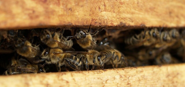 Bienenköniging