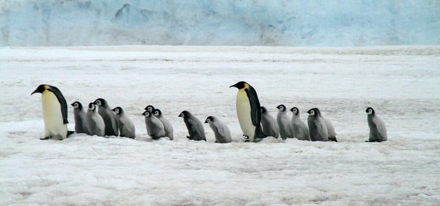 Kaiserpinguine
