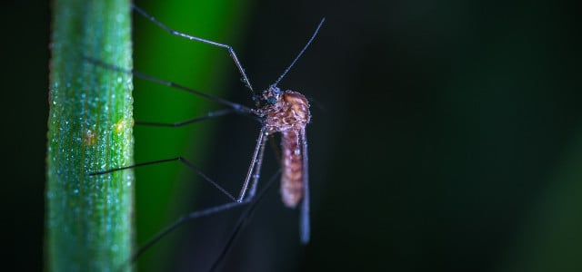 Wofür sind Mücken gut?