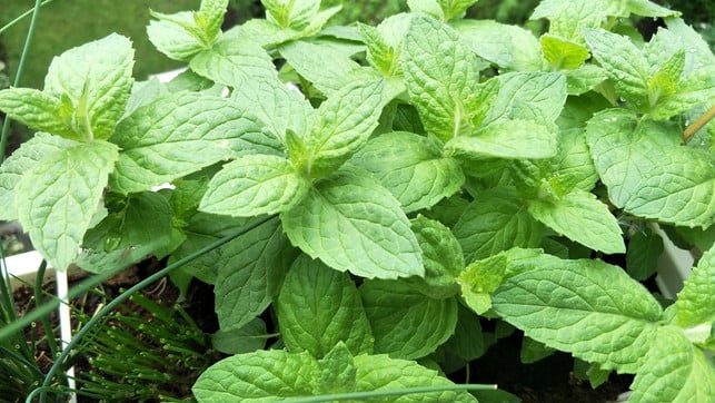 pfefferminze-kannst-du-von-fruehling-bis-herbst-ern-sven-christian-schulz-utopia-180520_download Pfefferminze kannst du von Frühling bis Herbst ernten.