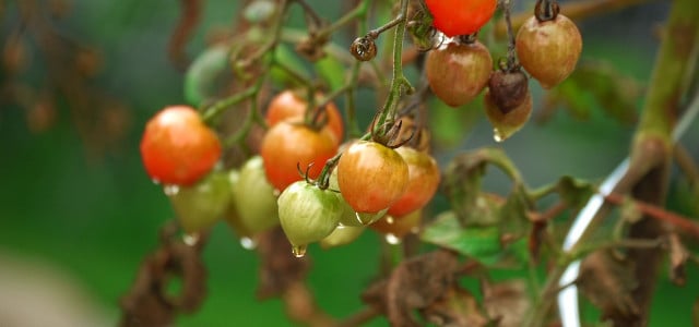 tomaten krankheiten