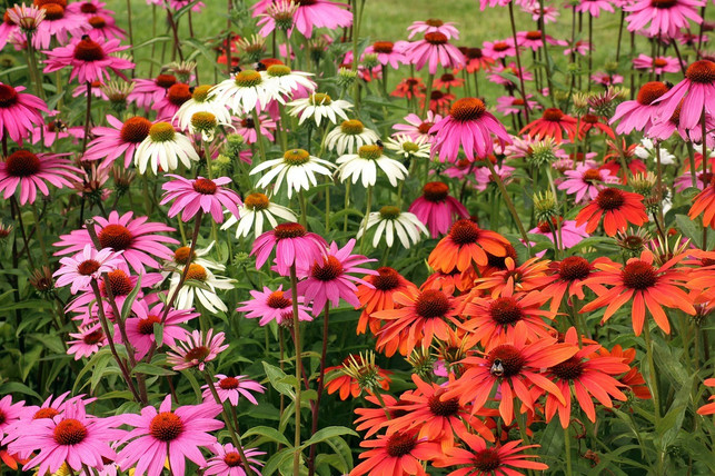 die-wirkung-der-echinacea-pflanze-ist-umstritten-cc0-pixabay-_alicja_-190129_download Die Wirkung der Echinacea-Pflanze ist umstritten.