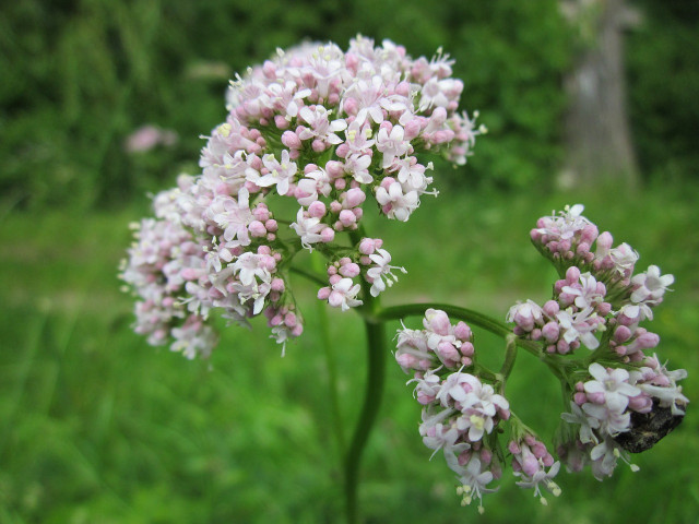 Valerian (Valeriana Officinalis) has a calming effect.