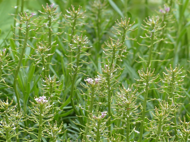 hierbei-handelt-es-sich-um-eine-art-von-hellerkrau-cc0-pixabay-hans-211031_download Hierbei handelt es sich um eine Art von Hellerkraut. Das Gebirgshellerkraut eignet sich zum Phytomining.