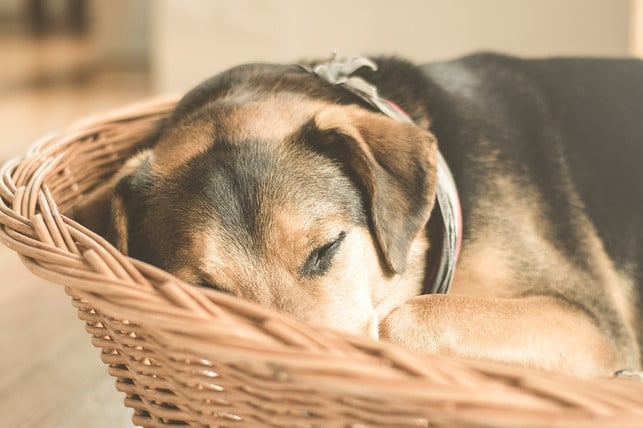 ein-ruhiger-rueckzugsort-ist-auch-fuer-hunde-wichtig-cc0-pixabay-lum3n-230517_download Ein ruhiger Rückzugsort ist auch für Hunde wichtig.