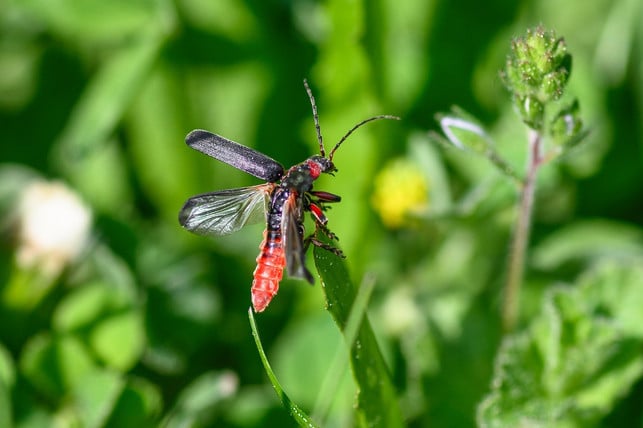 die-schlupfwespe-ist-ein-natuerlicher-feind-der-wei-cc0-pixabay-fotoblend-230811_download Die Schlupfwespe ist ein natürlicher Feind der Weißen Fliege.