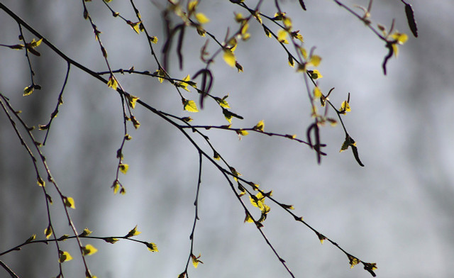 Birch oil has anti-inflammatory and pain-relieving effects, among other things.