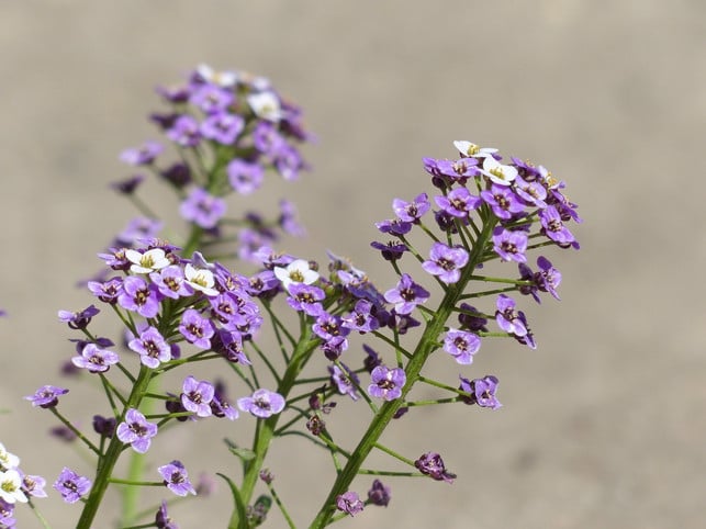 gaensekresse-stellt-keine-hohen-ansprueche-an-den-bo-cc0-pixabay-hans-200520_download Gänsekresse stellt keine hohen Ansprüche an den Boden.