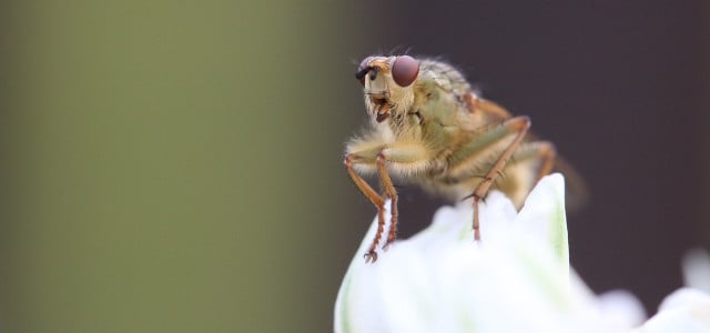Taufliege Fruchtfliege Obstfliege Drosophila Falle bauen