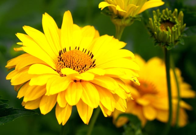 die-meisten-sorten-des-maedchenauges-sind-bienenfre-cc0--pixabay--matthiasboeckel-250504_download Die meisten Sorten des Mädchenauges sind bienenfreundlich.