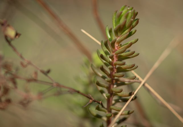 ihre-fleischigen-blaetter-dienen-der-tripmadam-als-cc0-pixabay-andreasgoellner-201201_download Ihre fleischigen Blätter dienen der Tripmadam als Wasserspeicher.