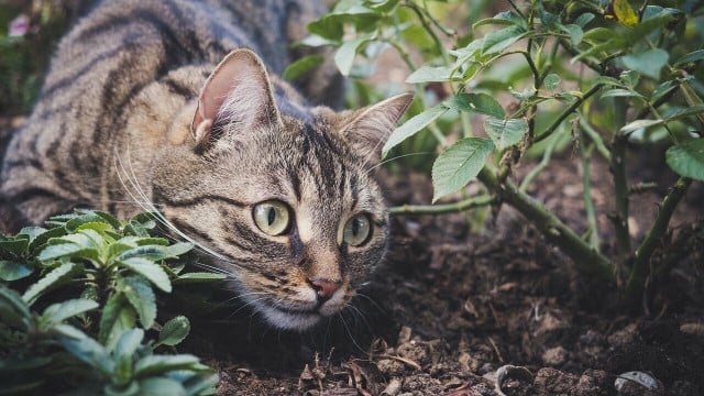 vogelschutz-katzen-cc0-pixabay-miezekieze-220518 Vogelschutz Katzen
