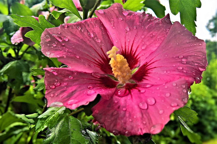 Hibiskus richtig berwintern: Auf die Hibiskusart kommt an - Utopia.de