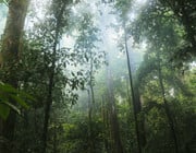 Ökosystem Regenwald