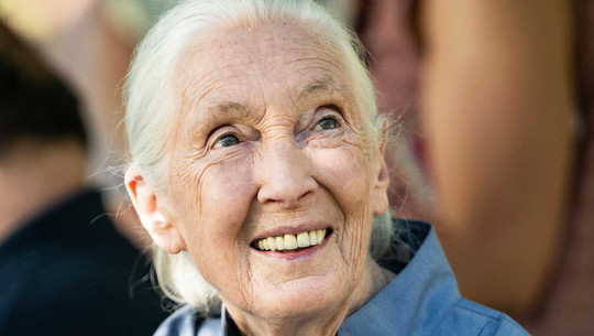 Schimpansenforscherin Jane Goodall verstorben: Sie kämpfte unermüdlich für Arten- und Umweltschutz Schimpansenforscherin Jane Goodall verstorben: Sie kämpfte unermüdlich für Arten- und Umweltschutz