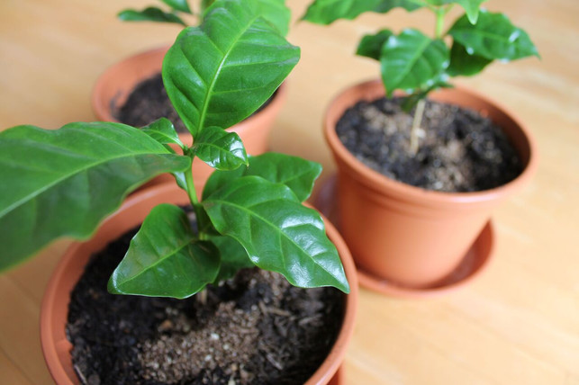 du-kannst-kaffeepflanzen-aus-stecklingen-selber-zi-utopia-sas-240821_download Du kannst Kaffeepflanzen aus Stecklingen selber ziehen.