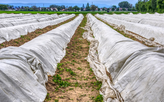 Pestizide & Plastik Ist BioSpargel der bessere Spargel? Utopia.de