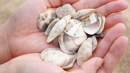 gesammelte-muscheln-am-strand-cc0-pixabay-nateen08650-180829 Gesammelte Muscheln am Strand