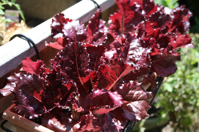 salat-gedeiht-sehr-gut-im-balkonkasten-maria-hohenthal-utopade-200512_download Salat gedeiht sehr gut im Balkonkasten.