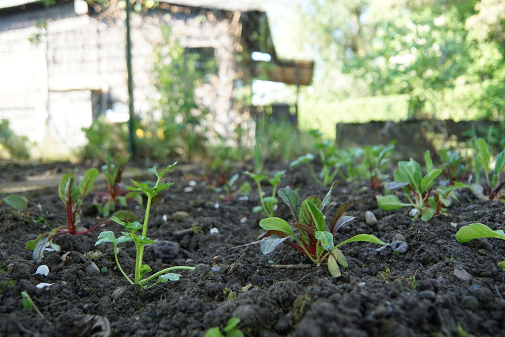 Mangold pflanzen: So pflegst und erntest du das Gemse - Utopia.de