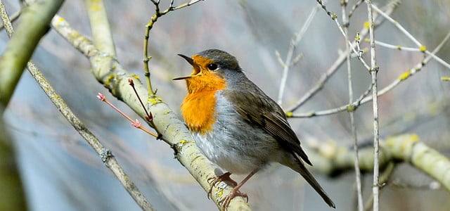 Vögel Lichtverschmutzung