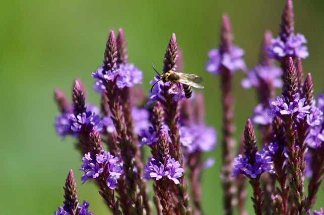 eisenkraut-lautet-verbena-officinalis-auf-lateinis-cc0-pixabay-nennieinszweidrei-220722_download Eisenkraut lautet Verbena officinalis auf Lateinisch.