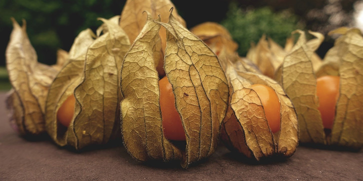 Physalis anpflanzen und pflegen: So wchst die leckere Frucht auch bei dir  - Utopia.de