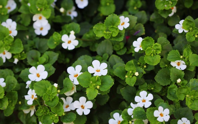 Bacopa monnieri, herb Bacopa is a medicinal herb used in Ayurveda, also known as "Brahmi", a herbal memory Auch Gotu Kola wird manchmal als Brahmi bezeichnet.