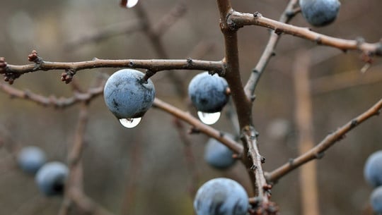 schlehenmarmelade-cc0-pixabay-lamalama55-181207 schlehenmarmelade