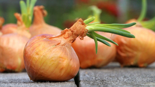 Zwiebeln pflanzen: Anbauzeit, Pflege und Ernte - Utopia.de