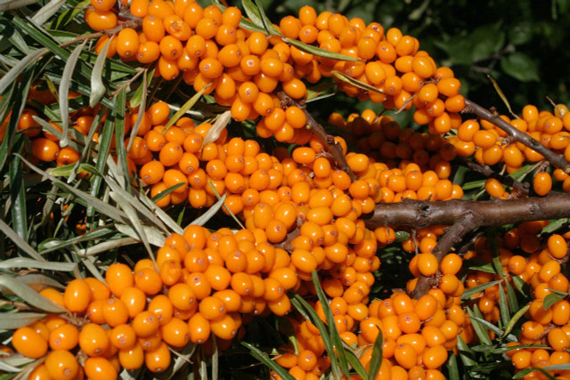 Sea buckthorn juice gets its strong orange color from sea buckthorn berries.